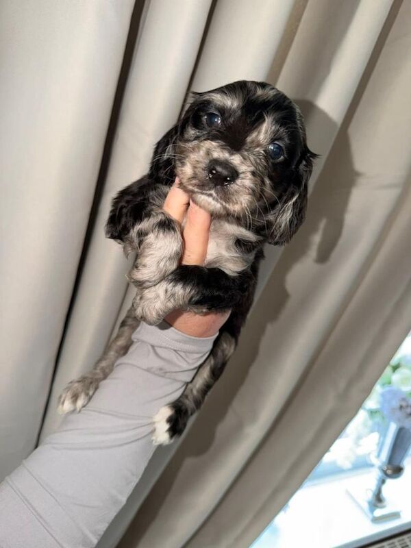 Cocker Spaniel Puppies For Sale
