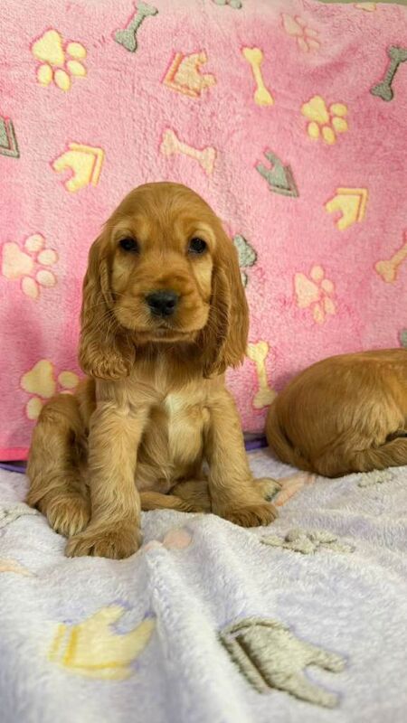 Cocker spaniel