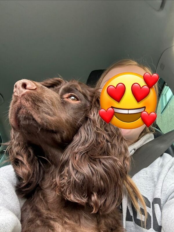Cocker spaniel