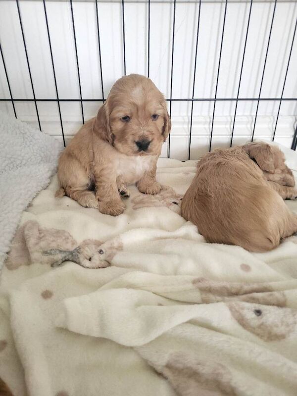 Cocker spaniel