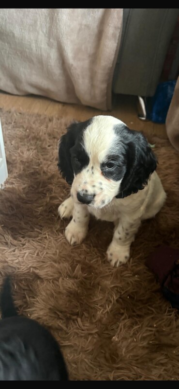 cocker spaniel