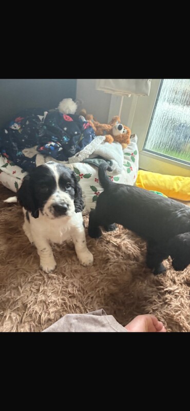 cocker spaniel - Image 2 of 4