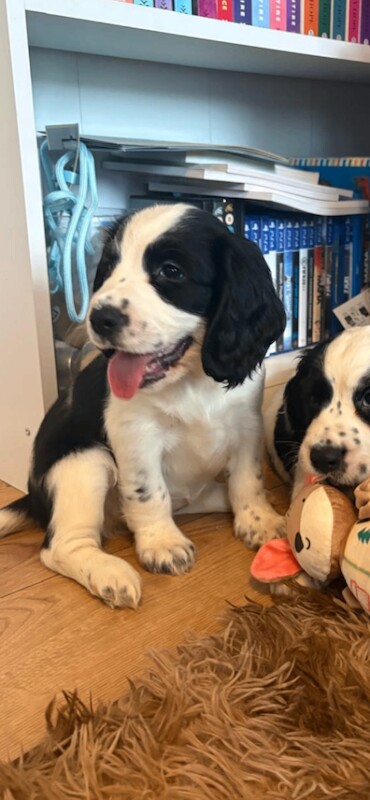 cocker spaniel - Image 3 of 4