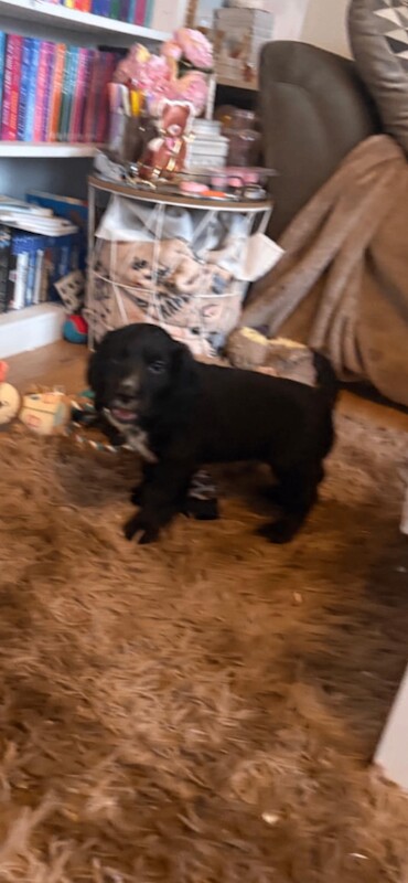 cocker spaniel - Image 4 of 4