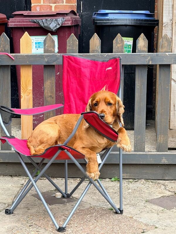 Cocker spaniel