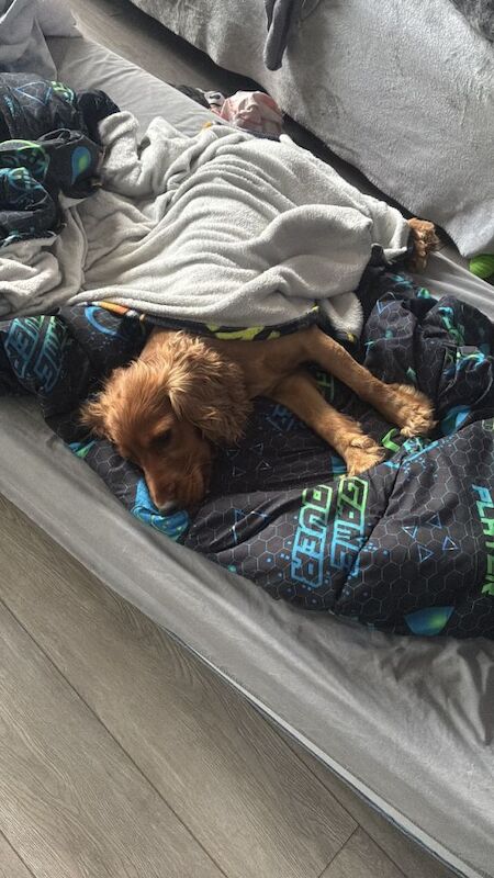 Cocker spaniel - Image 2 of 3