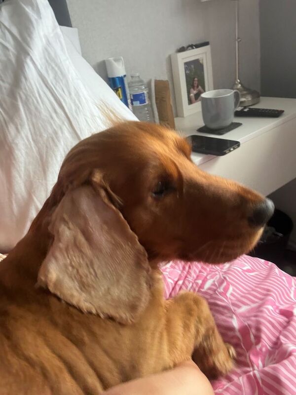 Cocker spaniel - Image 3 of 3