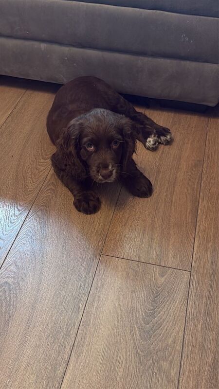 Cocker spaniel