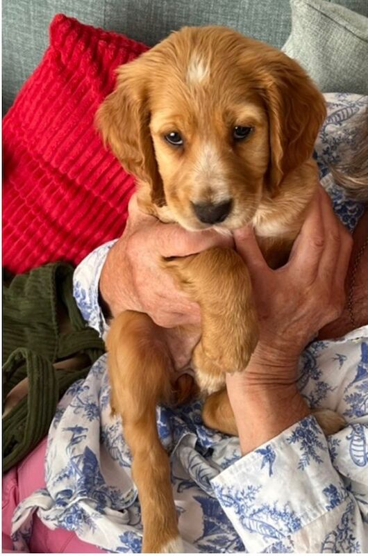 Cocker spaniel