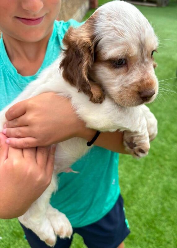 Cocker spaniel