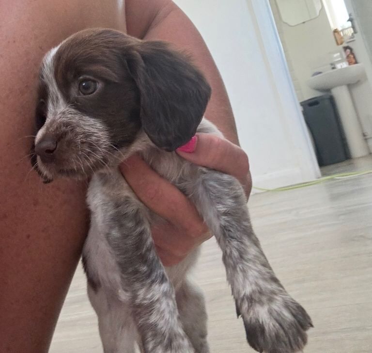 Cocker spaniel
