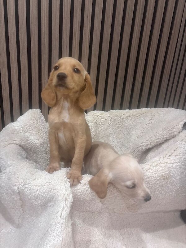 Cocker spaniel - Image 2 of 4