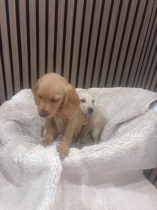 Cocker spaniel - Image 3 of 4