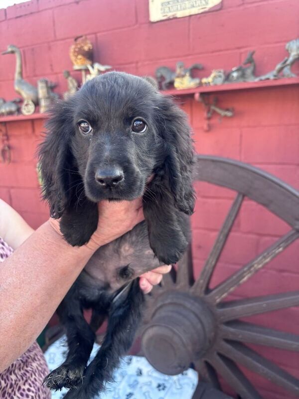 Cocker spaniel