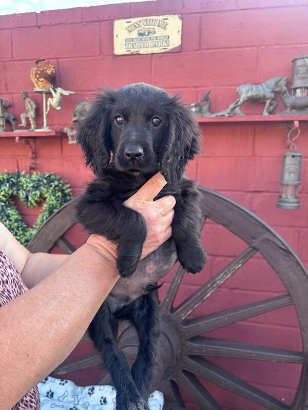 Cocker spaniel - Image 2 of 6