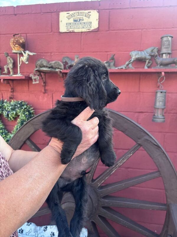 Cocker spaniel - Image 3 of 6