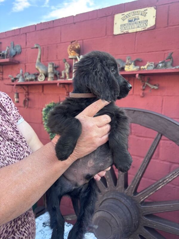 Cocker spaniel - Image 4 of 6