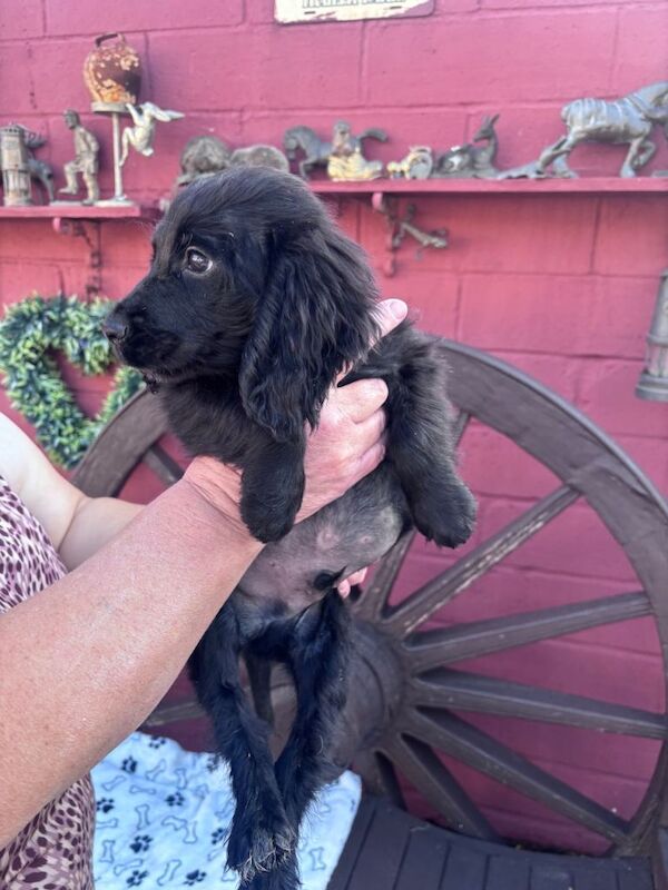 Cocker spaniel - Image 5 of 6
