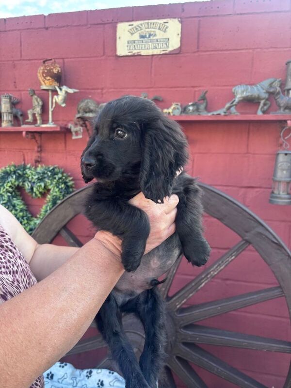 Cocker spaniel - Image 6 of 6