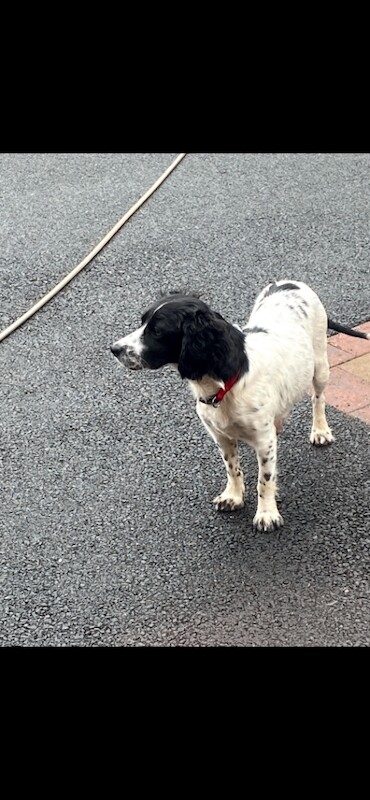 Cocker spaniel - Image 2 of 2