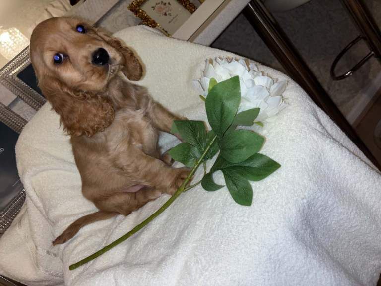 Cocker spaniel