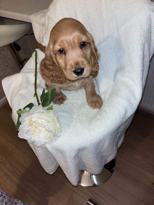Cocker spaniel - Image 2 of 3