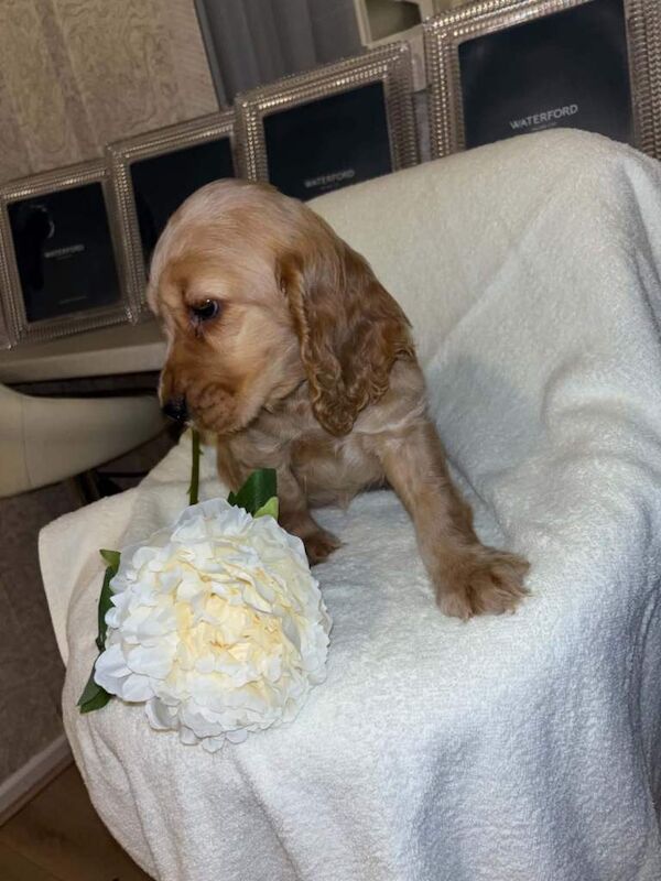 Cocker spaniel - Image 3 of 3