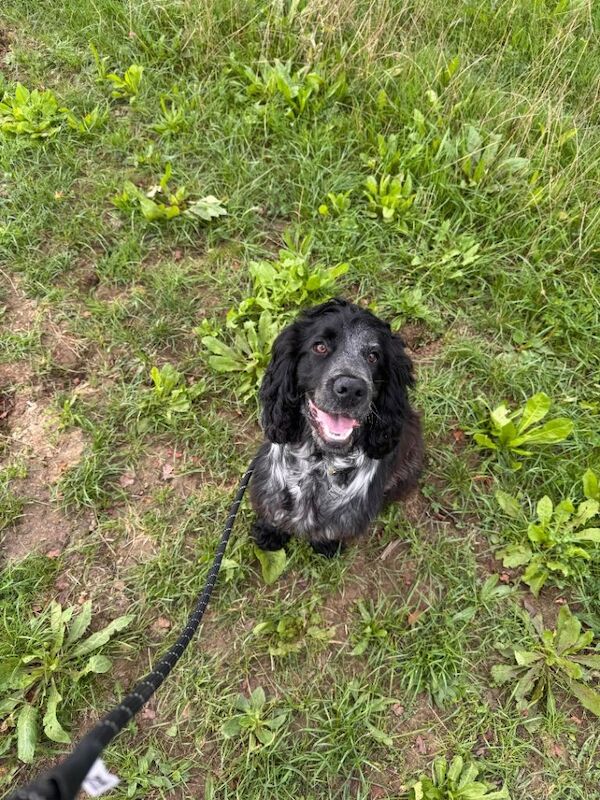 Cocker spaniel
