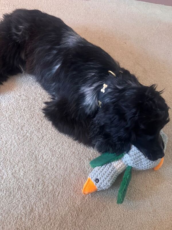 Cocker spaniel - Image 2 of 6