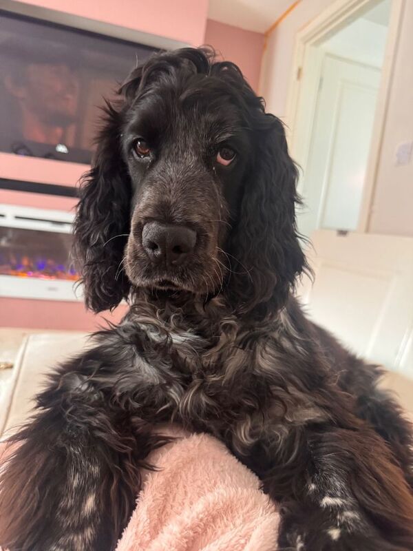 Cocker spaniel - Image 3 of 6