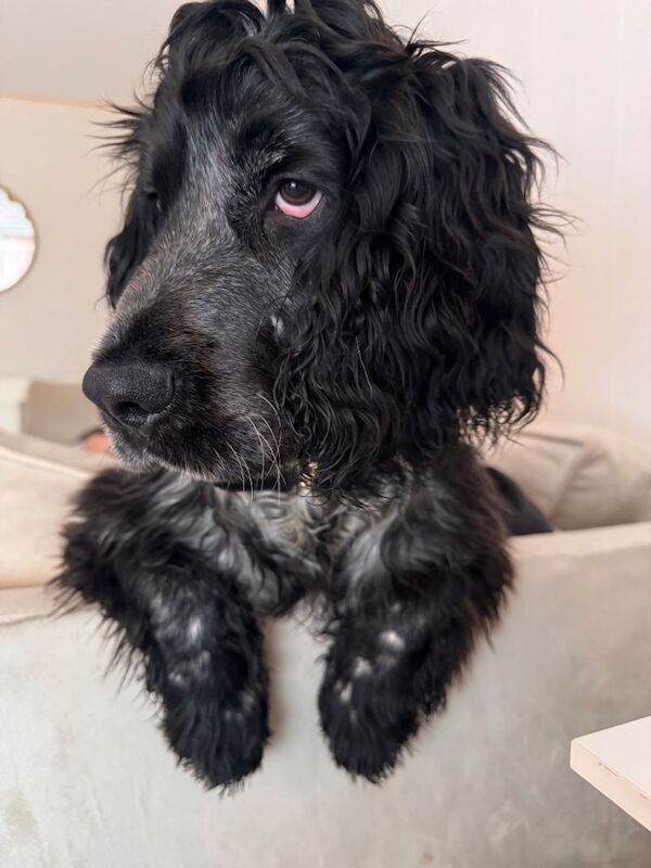 Cocker spaniel - Image 4 of 6