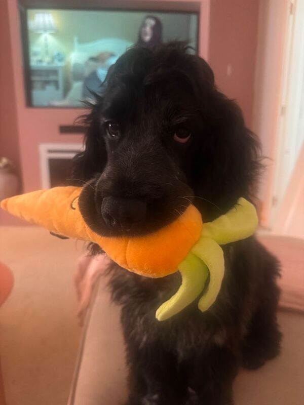 Cocker spaniel - Image 5 of 6