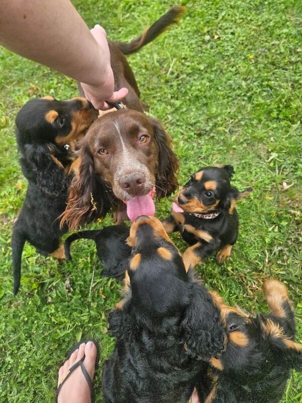 Cocker spaniel