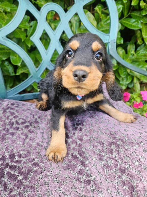 Cocker spaniel - Image 2 of 3