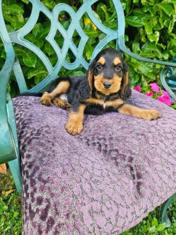 Cocker spaniel - Image 3 of 3