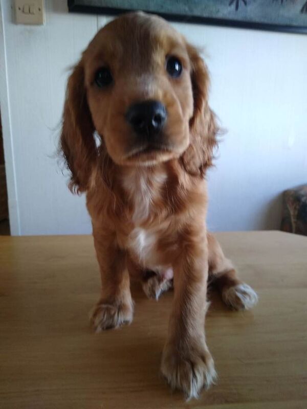 Cocker Spaniel Puppies For Sale Under £1,000