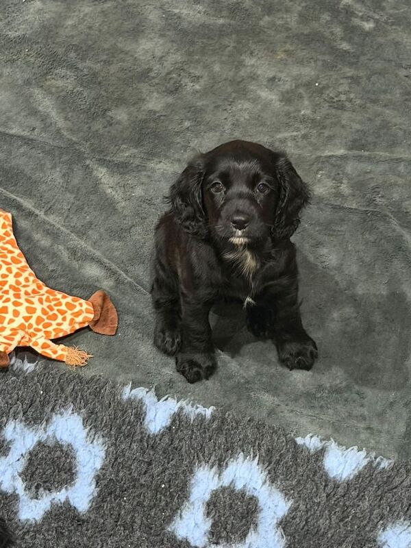 Cocker spaniel 8 weeks old black female