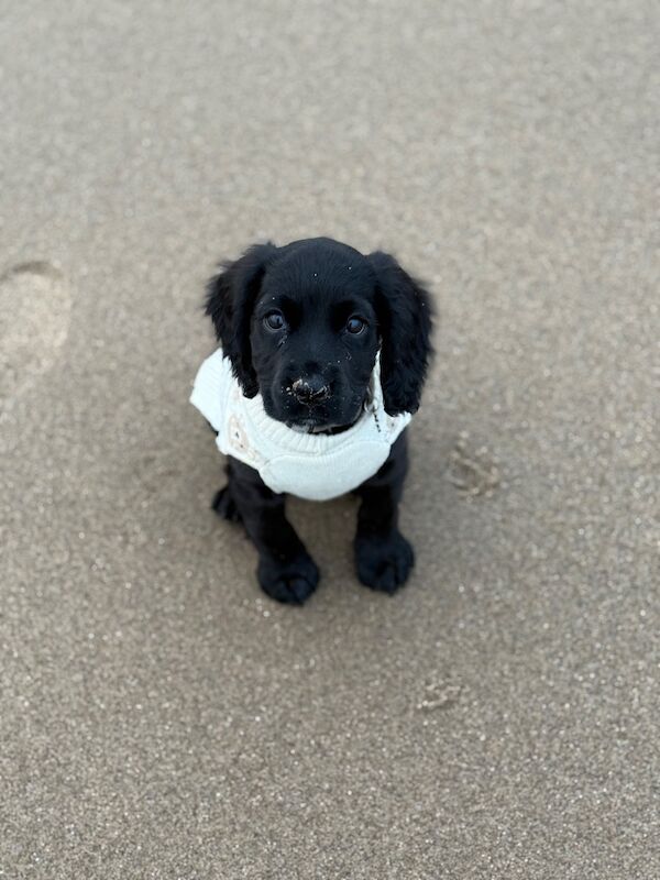 Cocker Spaniel puppies for sale in Durham, Durham – 12 weeks old