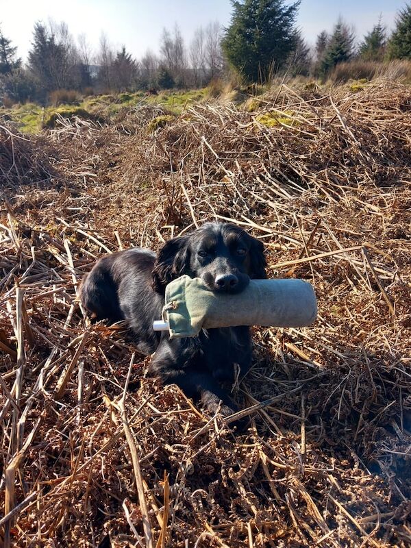 Cocker Spaniel Bitch for sale in Newtownstewart, County Tyrone - Image 2