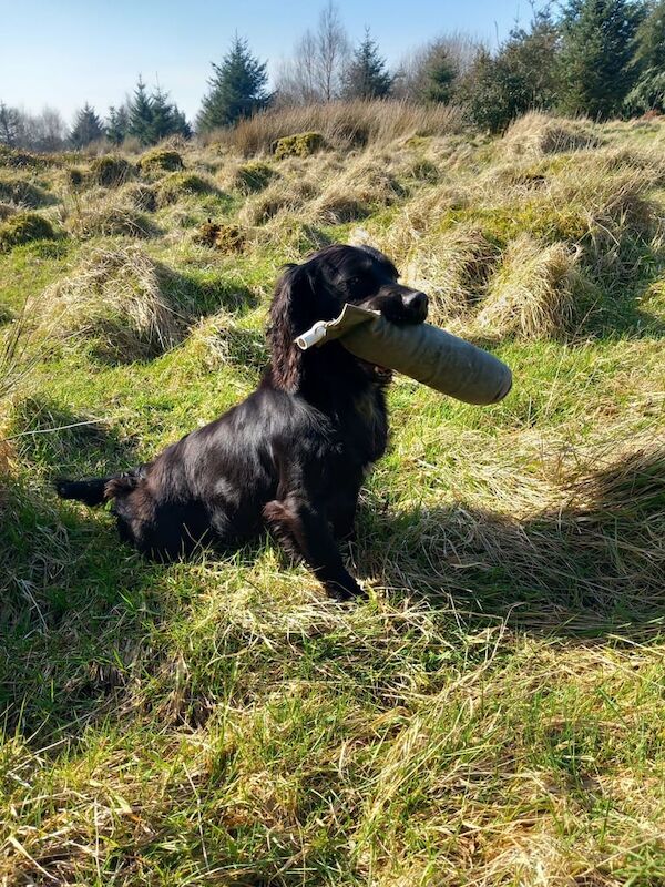 Cocker Spaniel Bitch - Image 3 of 3