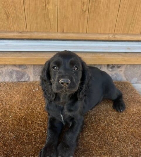 Cocker Spaniel puppies for sale in Shrewsbury, Shropshire – KC registered, 10 weeks old