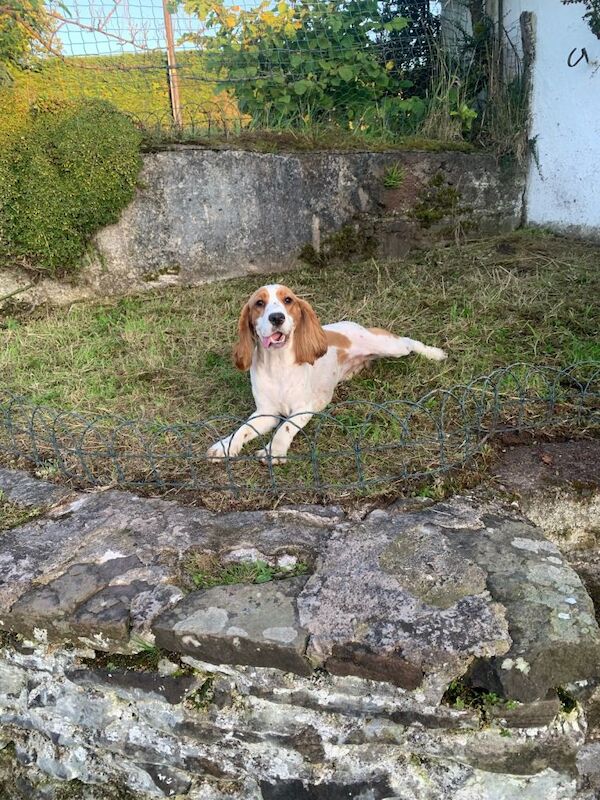 Cocker Spaniel puppies for sale in Fintona, County Tyrone – 2 years old