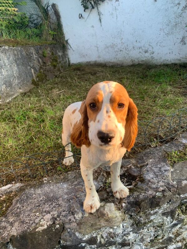 Cocker Spaniel puppies for sale in Fintona, County Tyrone – 2 years old - Image 3 of 6