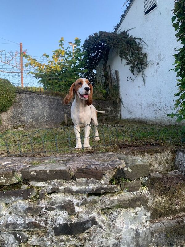 Cocker Spaniel puppies for sale in Fintona, County Tyrone – 2 years old - Image 4 of 6