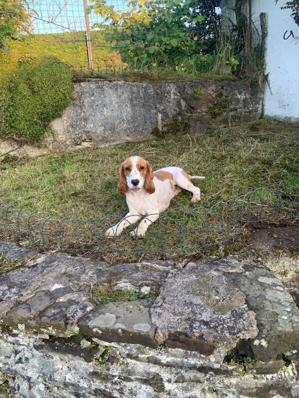 Cocker Spaniel puppies for sale in Fintona, County Tyrone – 2 years old - Image 5 of 6