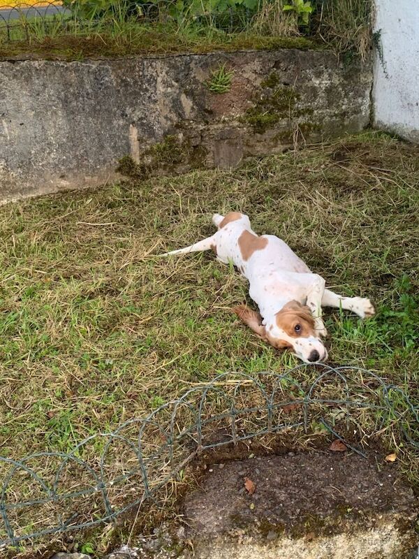 Cocker Spaniel puppies for sale in Fintona, County Tyrone – 2 years old - Image 6 of 6