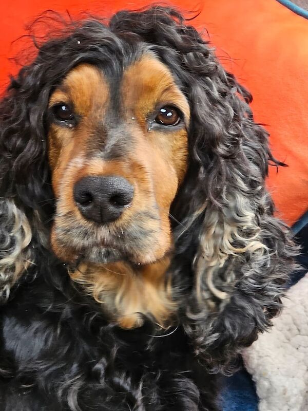 Cocker spaniel bitch for sale in Galashiels, Roxburgh, Ettrick and Lauderdale