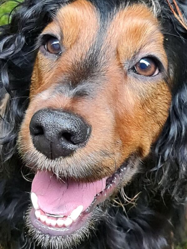 Cocker spaniel bitch for sale in Galashiels, Roxburgh, Ettrick and Lauderdale | Image 2