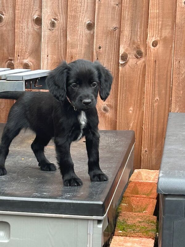 Cocker Spaniel puppies for sale in Gloucester, Gloucestershire – 8 weeks old