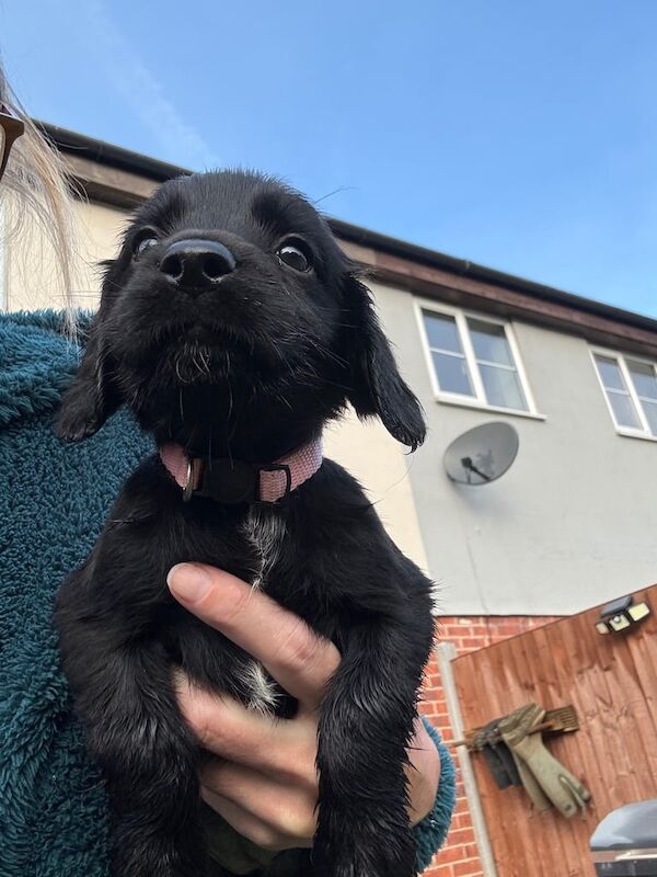 Cocker Spaniel puppies for sale in Gloucester, Gloucestershire – 8 weeks old - Image 2 of 3